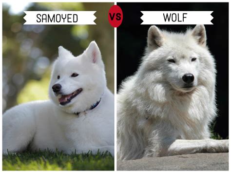 how are wolves similar to dogs